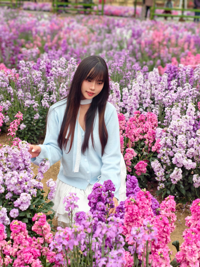 邂逅櫻花盛景，暢玩盈香心動樂園，老中小都愛