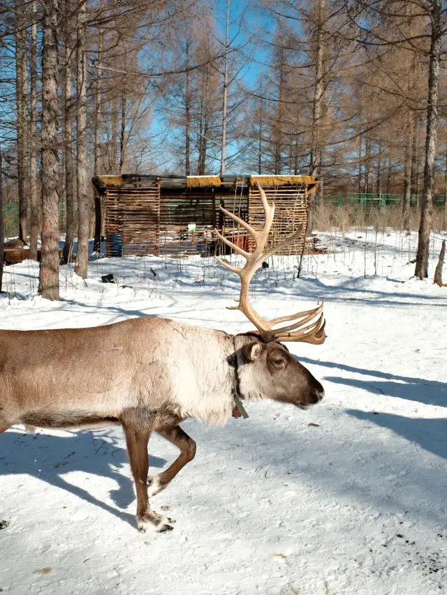 옌지-백두산 3일 심층 투어 온천 체험 필수!