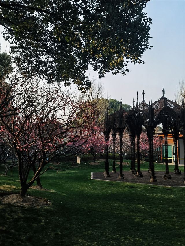 市中心雕塑公園裡的梅花都開了，準備好相機了嗎？