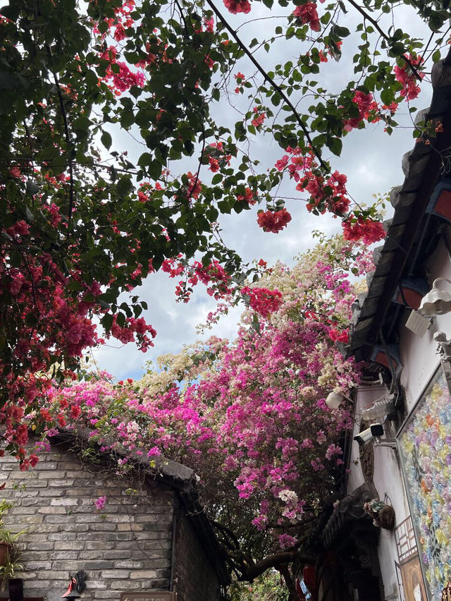 被這片三角梅花海美到失語🌸承包整個春天