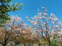 大阪櫻花全攻略｜4天3晚邂逅粉色浪漫