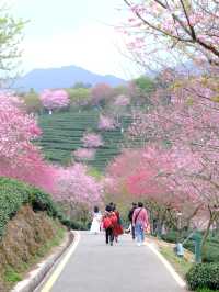 永福櫻花秘境國家地理認證的春日天花板