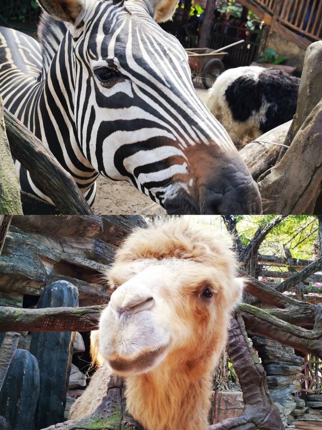 又發現了一個世外桃源 順德長鹿旅遊休博園！