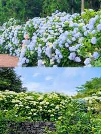 春日繡球花地圖：濟州島篇