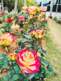 Festival of Roses in effect 💐💐💐