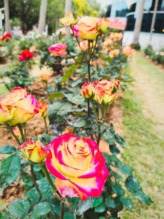 Festival of Roses in effect 💐💐💐