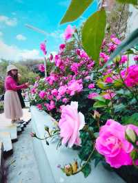 Festival of Roses in effect 💐💐💐