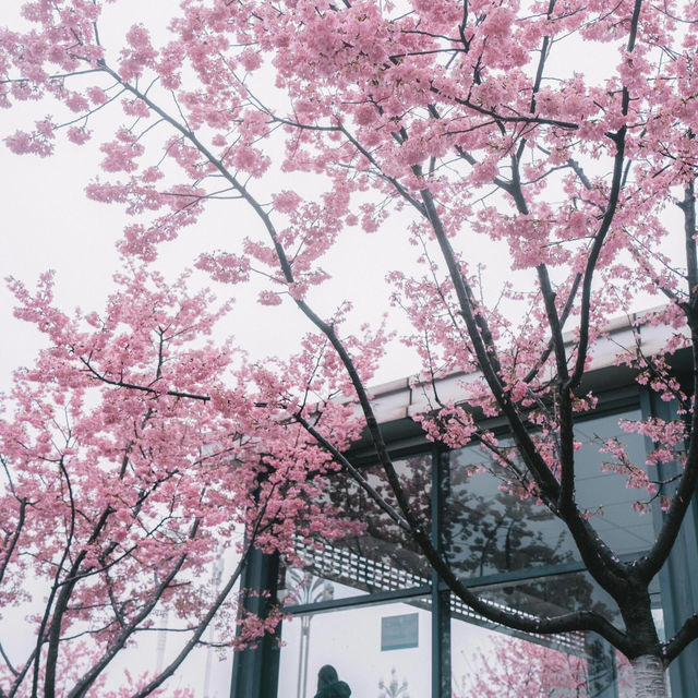 🌸武漢新晉最美櫻花地鐵站，邂逅春日浪漫
