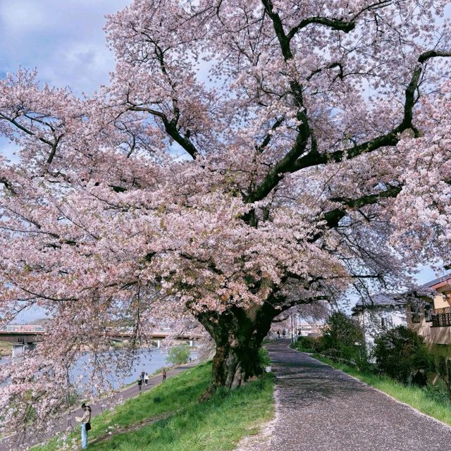 🌸白石川堤一目千本櫻，這趟真不虛此行！