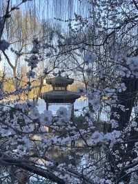 紫竹院賞山桃花～