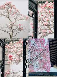 蘇州園林春色濃，玉蘭花開映翠湖。