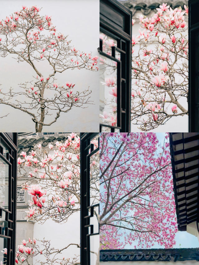 蘇州園林春色濃，玉蘭花開映翠湖。