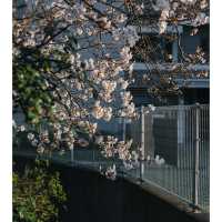 🌸福岡限定！一日玩轉樱花季攻略