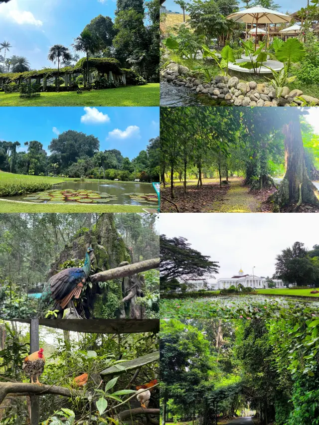 Escape to Bogor: A Haven of Nature and History