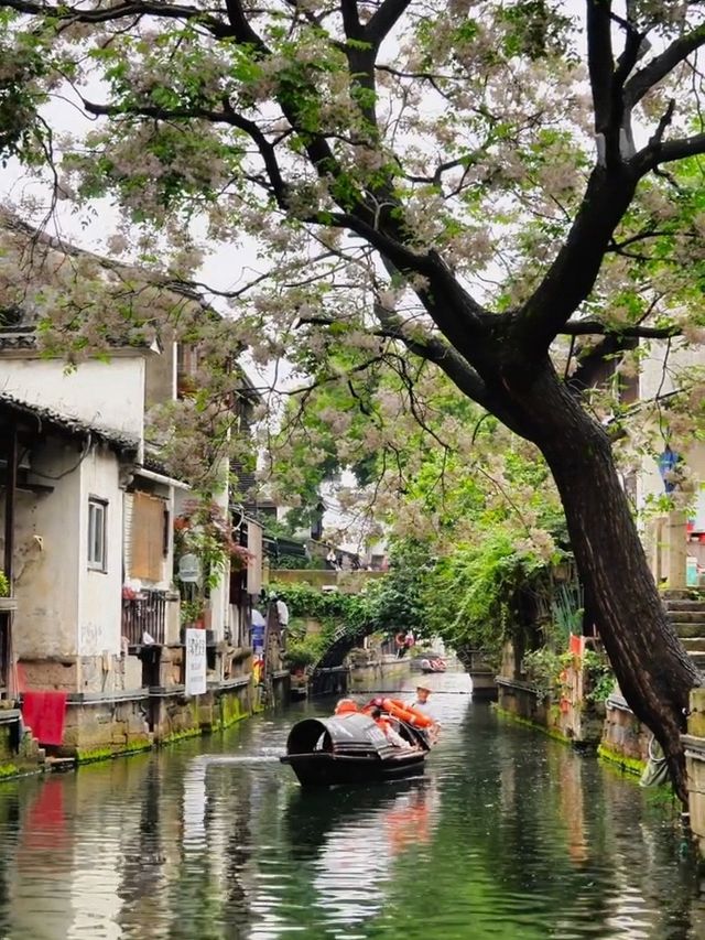 春日限定｜紹興楝花江南，詩意畫卷待您賞