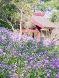 上海｜被這個公園美哭一萬遍了！週末衝！