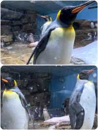 桃園Xpark水族館探秘攻略！親子遊玩好去處，美食購物兩不誤