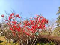 春日來信，在玄武湖瀛洲赴一場花事