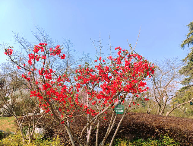 春日來信，在玄武湖瀛洲赴一場花事