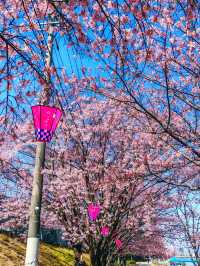 在日本四國德島中央公園欣賞櫻花