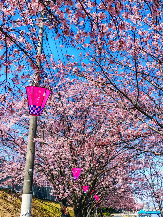 在日本四國德島中央公園欣賞櫻花