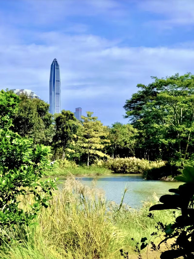 潮汐之間的綠色詩篇：紅樹林海濱生態公園漫遊記