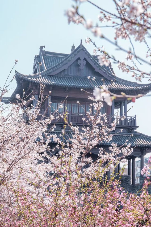 清明假倒數！收下這份江南賞春攻略。