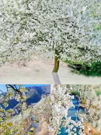 金川｜4-5月旅遊寶藏地，保姆級攻略！