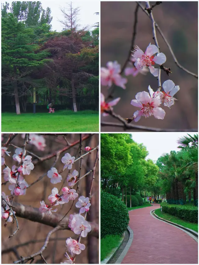 Suzhou Spring Special | Guide to Peach Blossom Viewing at Jinji Lake