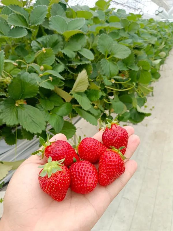 日本の夏のイチゴ