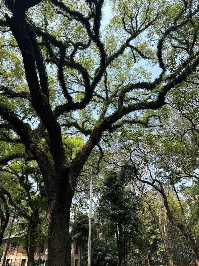 中大南校區：嶺南學府的詩意華章