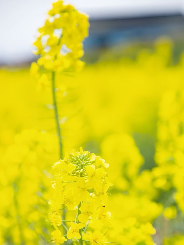 漢中油菜花花海春季賞花攻略：金色波浪中的詩意生活