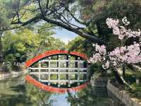 🌸2025大阪櫻花最新進度 | 超詳細追櫻指南