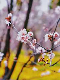 全網首發：櫻花油菜花同框，3.13實拍