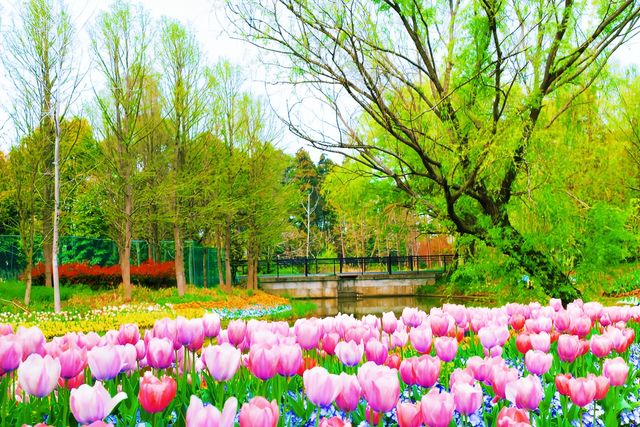 東平國家森林公園 | 闖入綠野仙蹤，擁抱森林氧吧