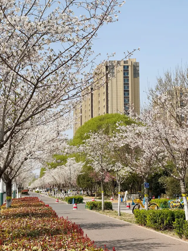 Ngắm hoa anh đào ở Weifang | Khu vực rộng lớn hoa anh đào trước cổng trường đẹp quá