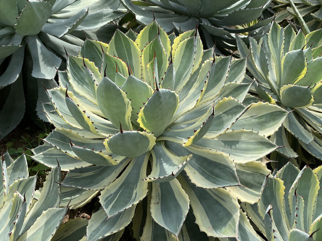 仙湖探幽：深圳仙湖植物園漫步