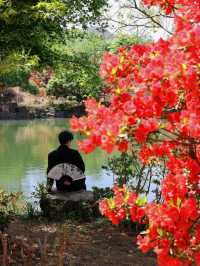 以為臨平公園夠美了！直到去了湖州杜鵑花海