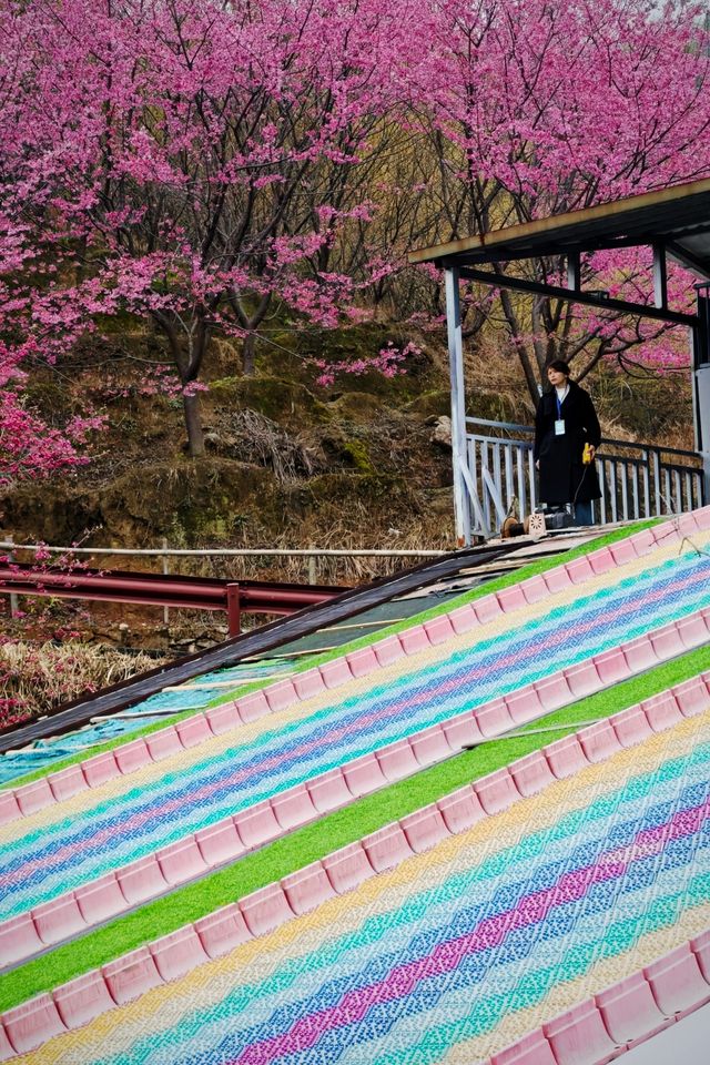 剛登上央視的明月山櫻花花海現狀是……