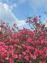 杜鵑花海暴擊｜在鄂東第一峰收割春日限定浪漫