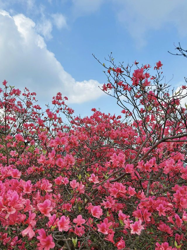 杜鵑花海暴擊｜在鄂東第一峰收割春日限定浪漫