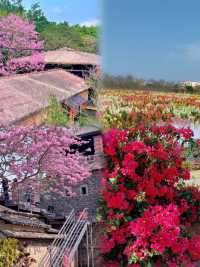 被阿爸阿媽讚爆！湛江4天3夜神仙賞花路線
