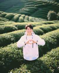 被《國家地理》遺漏的寶藏：復興村萬畝茶田雲端開花