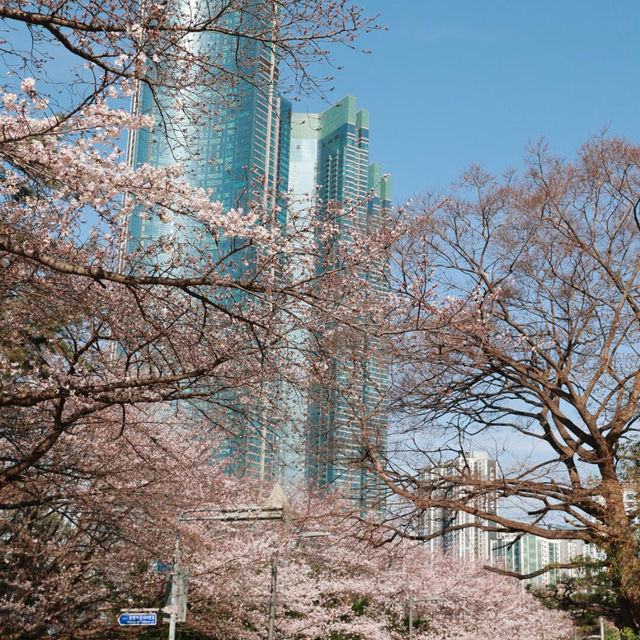 🌸釜山必衝！迎月路櫻花大道美到心臟漏拍！