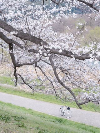 Kyoto [Seine River Embankment - Daigoji Temple One-Day Cherry Blossom Chase Itinerary] 