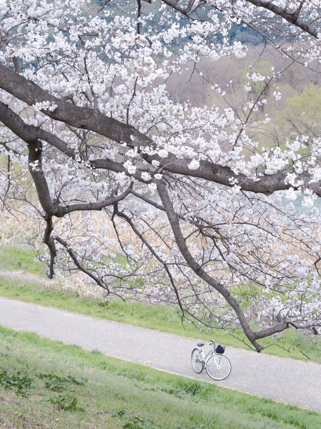 京都【背割堤-醍醐寺一日遊攻略，追櫻大吉】