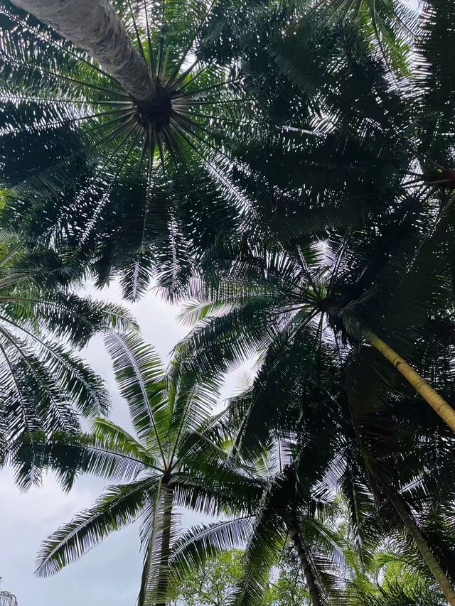 西雙版納：北緯21°嘅雨林秘境