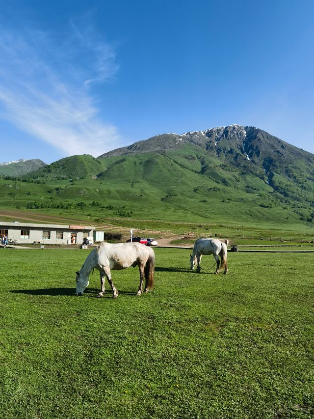 禾木：喀納斯的後花園、白樺林裡的古村落