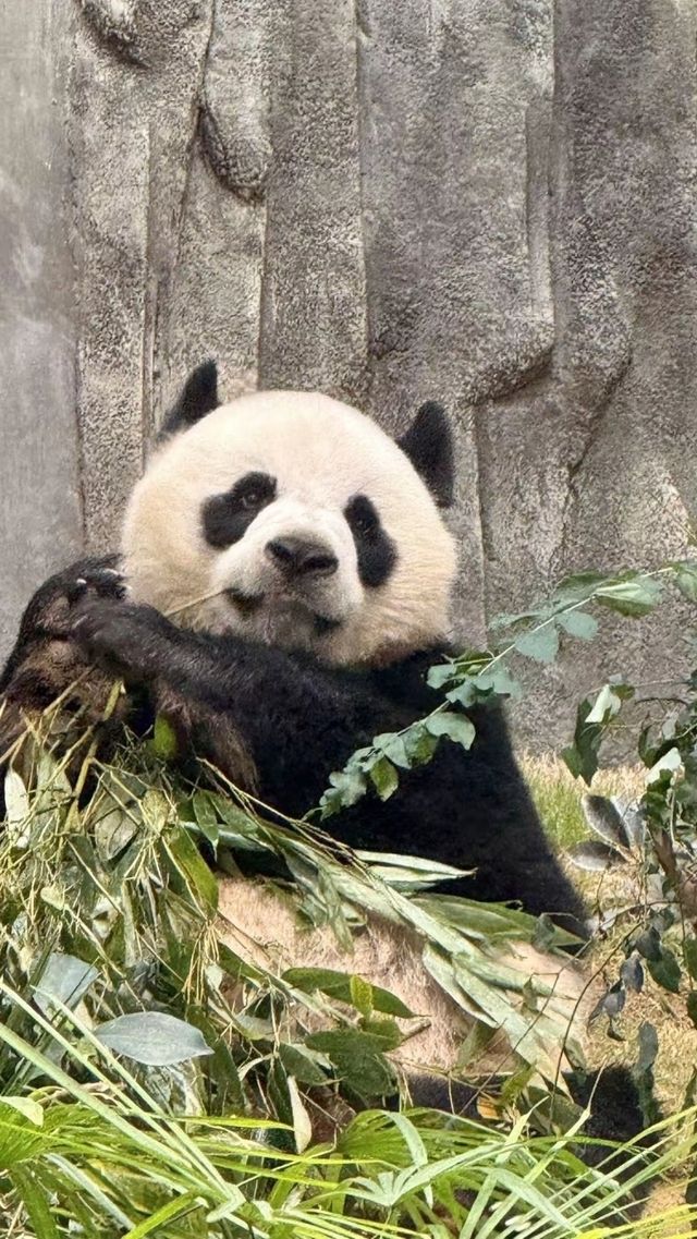 香港海洋公園·水上樂園 | 夏日消暑秘笈