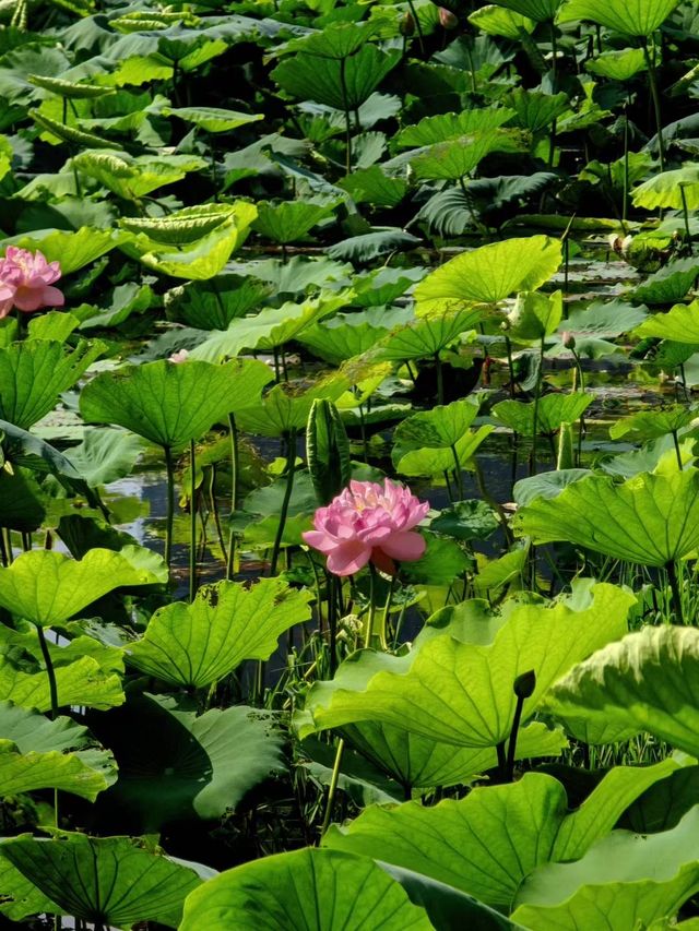 昆山也有小洱海水之韵公園攻略